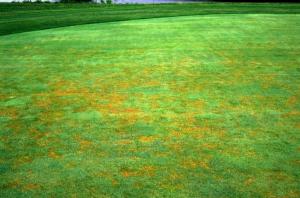 However, without aerification, soil compaction increases, infiltration decreases and turfgrass health declines, thus causing the turfgrass cultural quagmire. Without aerification, all sorts of turfgrass disease become rampant. Diseases like Black Layer, Anthracnose, Pythium root dysfunction, Summer Bentgrass Decline, Summer Patch, Basal Stem Rot Anthracnose, Bentgrass Dead Spot and Gray Leaf Spot are all prime examples. When researching all of these diseases, the word "Aerification" is always mentioned as a way to avoid them. However, I never see "only aerify in the spring and in the fall".