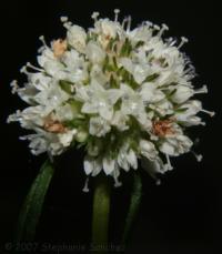 Southern Larraflower - Eco-Cricket Plant - Food source for Larra wasps.  These are solitary wasps that attack only mole crickets and kill them.