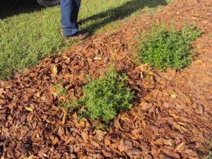 Southern Larraflower - Eco-Cricket Plant grows like a weed, it is a perennial. They are non-toxic, non invasive and drought tolerant. The plants grow best in full sun and are the perfect food source for the Larra or Mole cricket hunter wasps.