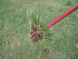 Lift weed from soil with the Turf-Tec WeedAway