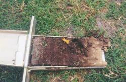 Florida Atlantic University, Boca Raton, FL.  Soil profile of softball fields with Mole Cricket in sample.