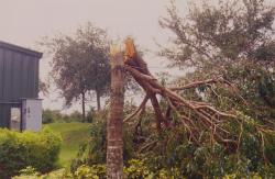 Another picture of hurricane Jeanne which winds blew 75 MPH for almost 24 hours causing wide spread tree damage.  This tree outside the Heron Bay Country Club as snapped in half.