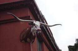 The 2007 Sports Turf Managers Show in San Antonio Texas was cold enough to even allow ice to grow on the long horn steer.
