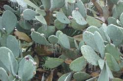 Even Ice found its way onto the local cactus, there is definitely something out of place here!