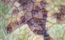 The MACROSCOPE has been show to be very effective in diagnosing Asian soybean rust (Phakopsora pachyrhizi).  Asian Soybean Rust is a fungal disease that can quickly defoliate soybean plants and reduce pod set, pod fill, seed quality and yield.  The Macroscope is an excellent way to diagnose Asian soybean rust. The disease called Asian soybean rust is found in every soybean region in the world. It was recently confirmed in the southern United States and is expected to spread to other parts of North America during the upcoming growing season.