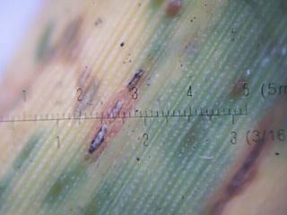 With the new Macroscope computer camera adaptor you can have access to a turfgrass pathologist at any time you need one. Let's face it, when the condition are right for disease development, it every minute can make the difference between life and death to your turf. That is why we now offer a computer camera attachment for the Macroscope. 