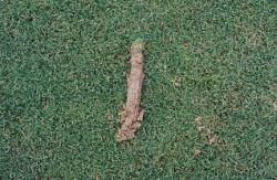 University of Florida, Florida Field, Gainesville, FL.  John Pridgen, Sports Turf Manager.  Close up of soil sample taken with Pocket Profile Sampler.