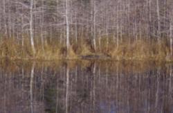 In January 2001 the drought in Florida reached new levels, phase two water restrictions were put into effect and even the alligators were thirsty.