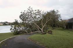 Here is some tree damage at Eagle Trace Country Club, Coral Springs, FL; sent to me by David Tandy, Superintendent.  Trees that affected playability of the courses were that first priority to get the clubs open again.