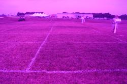 The same drought stress plots at the University of Florida with the Turf Stress Detection Glasses.