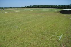 Here are some fertilization plots being evaluated at the West Florida Research and Education Center Field Day in Jay, FL.