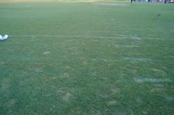 This is a view of the field at Candlestick Park showing some slight footprint damage from frost that occurred a few days earlier.